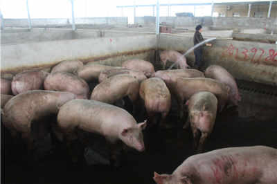廣西定點(diǎn)屠宰場 上等鮮肉供應(yīng)與休閑垂釣體驗