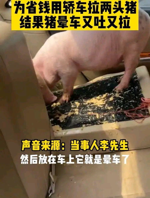 廣東男子用轎車運豬引鬧劇 八十元洗車費難消暈車苦，垂釣閑談成趣聞